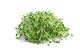Picture of ALFALFA SPROUTS (PKT)