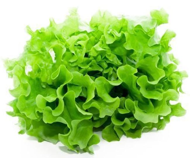 Picture of LETTUCE HYDRO