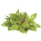 Picture of HERBS BASIL THAI