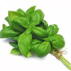 Picture of HERBS BASIL
