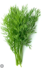 Picture of HERBS DILL