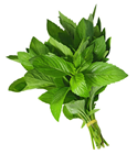 Picture of HERBS MINT REGULAR
