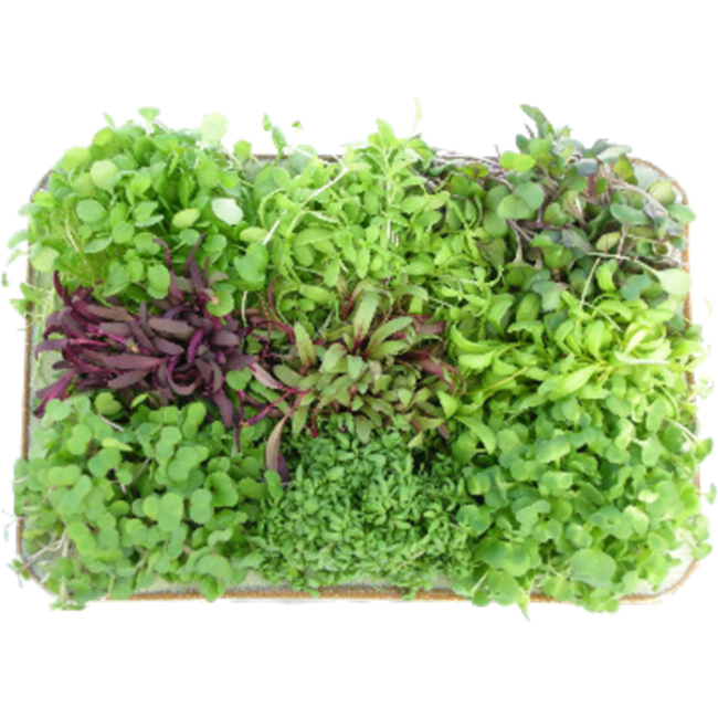 Picture of MICRO HERBS