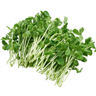 Picture of SNOWPEA SPROUTS