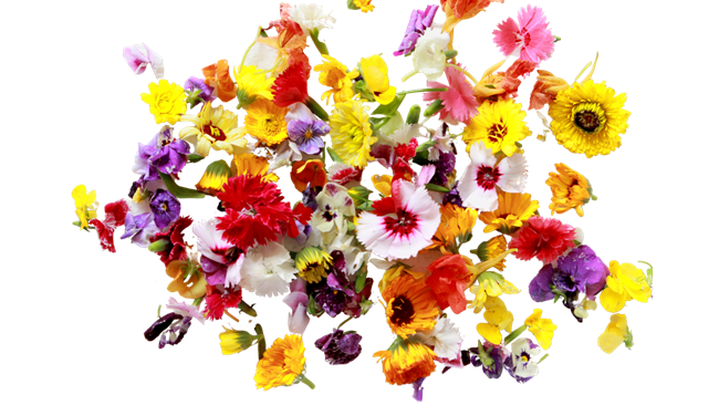 Picture of EDIBLE FLOWERS 