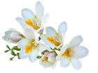 Picture of WHITE FRESIAS BUNCH