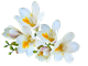 Picture of WHITE FRESIAS BUNCH