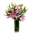 Picture of ORIENTAL LILIES PINK