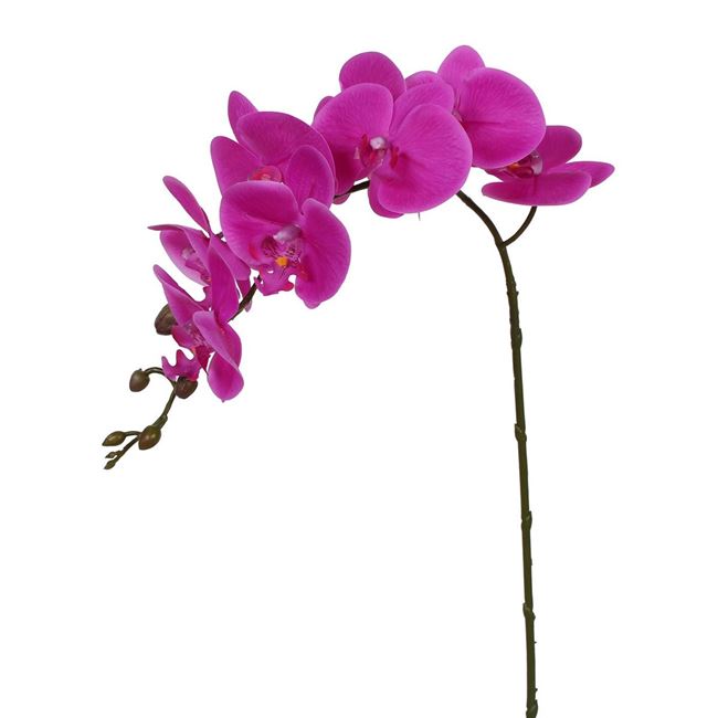 Picture of PHALAENOPSIS STEMS