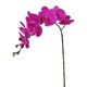 Picture of PHALAENOPSIS STEMS