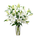 Picture of ORIENTAL LILIES WHITE