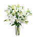 Picture of ORIENTAL LILIES WHITE