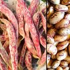 Picture of BEANS BORLOTTI (APPROX. 250g)