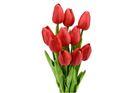 Picture of TULIPS RED BUNCH