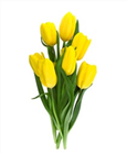 Picture of TULIPS YELLOW BUNCH