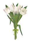 Picture of TULIPS WHITE BUNCH