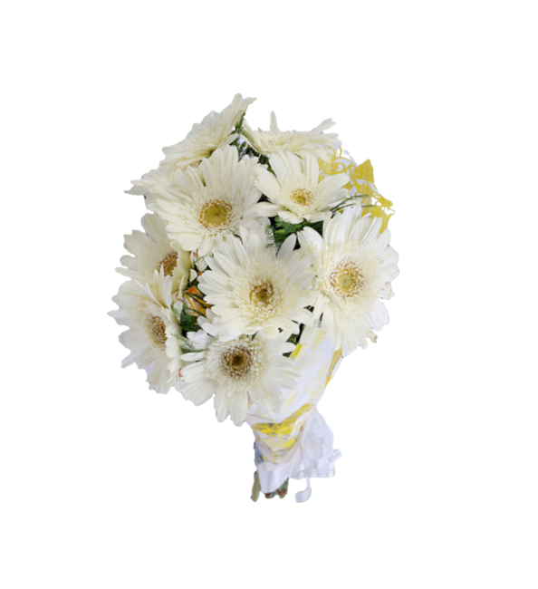 Picture of GERBERAS WHITE BUNCH