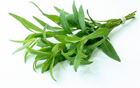 Picture of HERBS TARRAGON