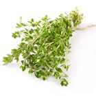 Picture of HERBS THYME LEMON