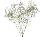 Picture of BABY'S BREATH