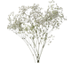Picture of BABY'S BREATH